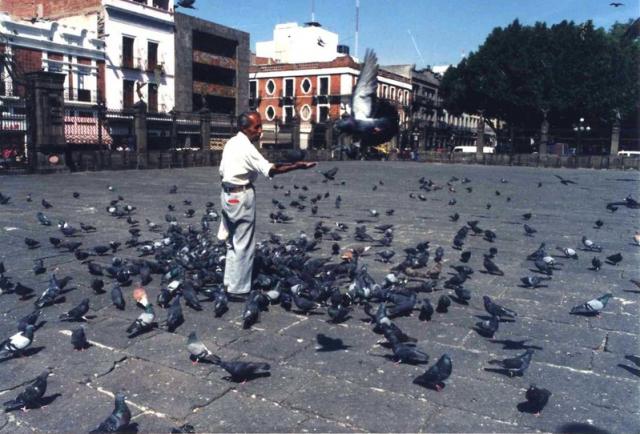 alimentando_palomas.jpg